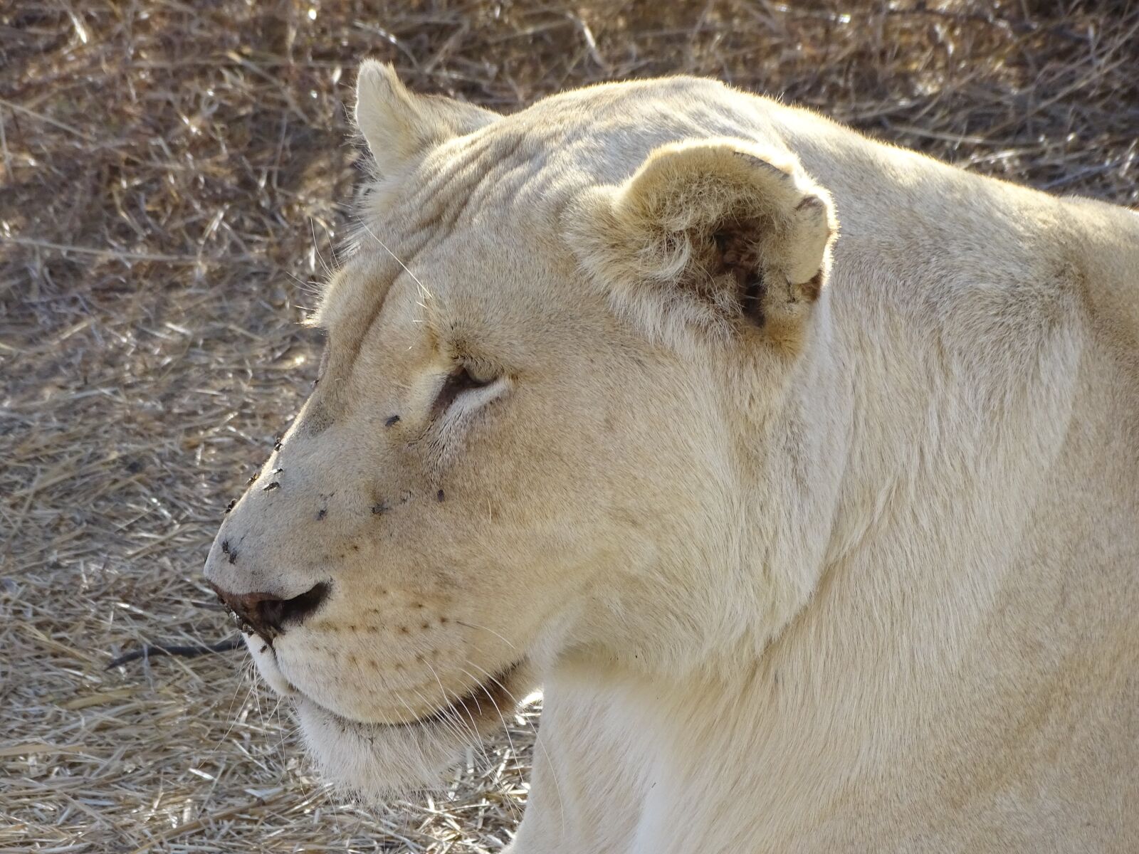 Sony Cyber-shot DSC-HX400V sample photo. Lion, wildlife, africa photography