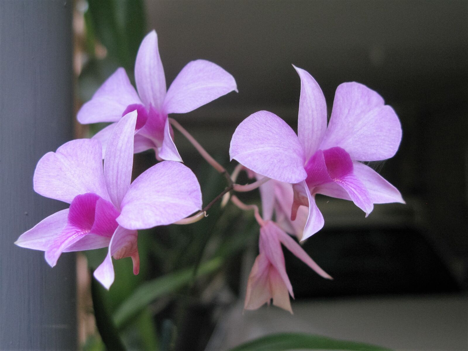 Canon POWERSHOT G9 sample photo. Cooktown orchid, orchid, flowers photography