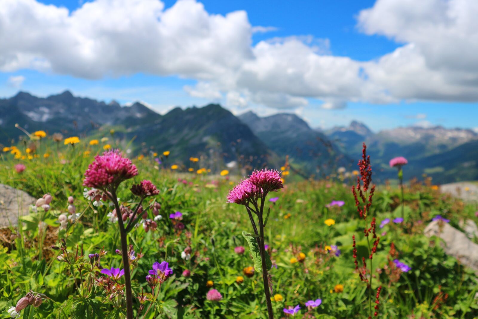 Canon EOS M10 sample photo. Alpine flowers, austria, lech photography