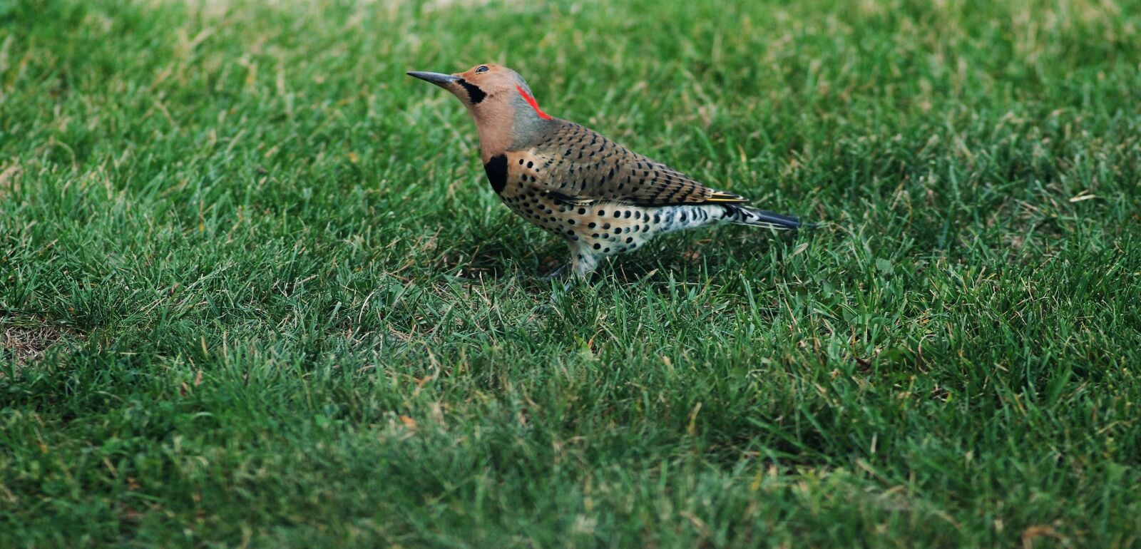Nikon D80 sample photo. Bird, wondering bird, up photography