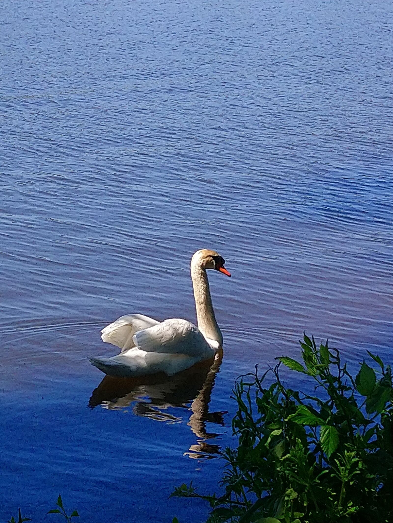 Sony Xperia XA2 sample photo. Swan, lake, animal photography