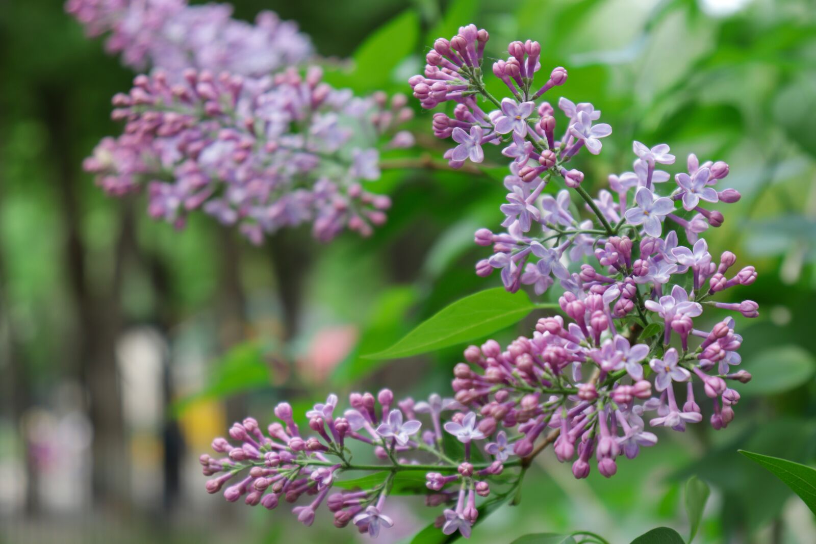 Canon EOS 200D (EOS Rebel SL2 / EOS Kiss X9) sample photo. Lilac, bloom, garden photography