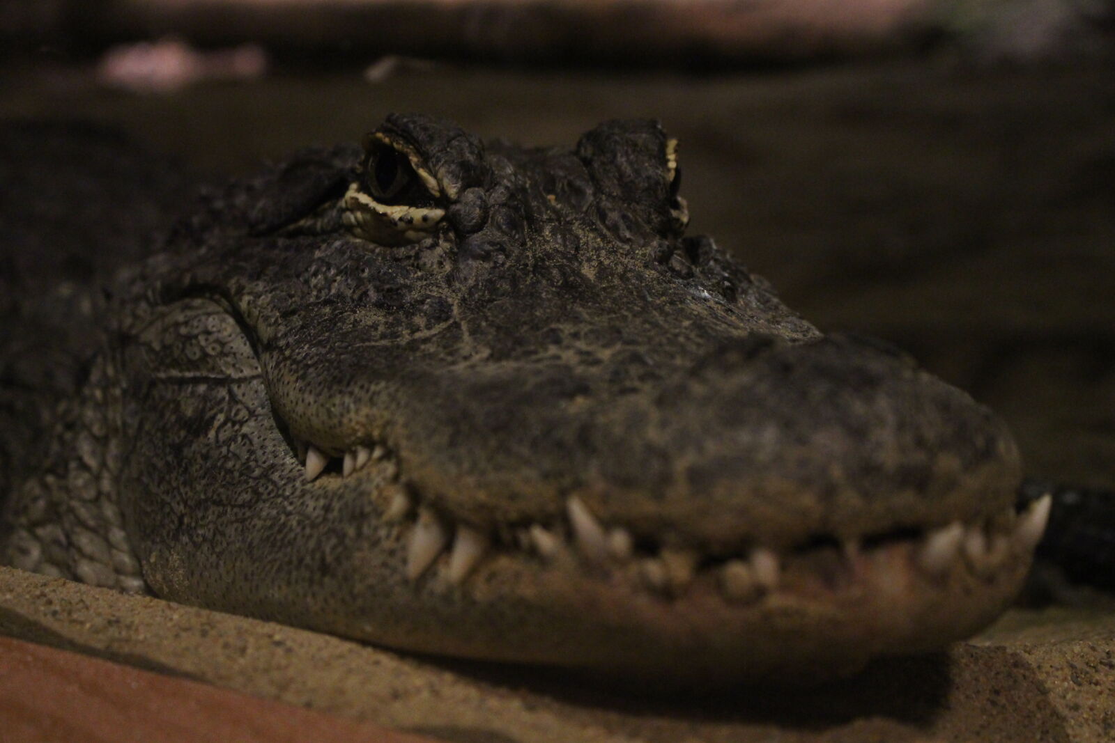 Canon EOS 700D (EOS Rebel T5i / EOS Kiss X7i) sample photo. Alligator, lizard, reptile photography