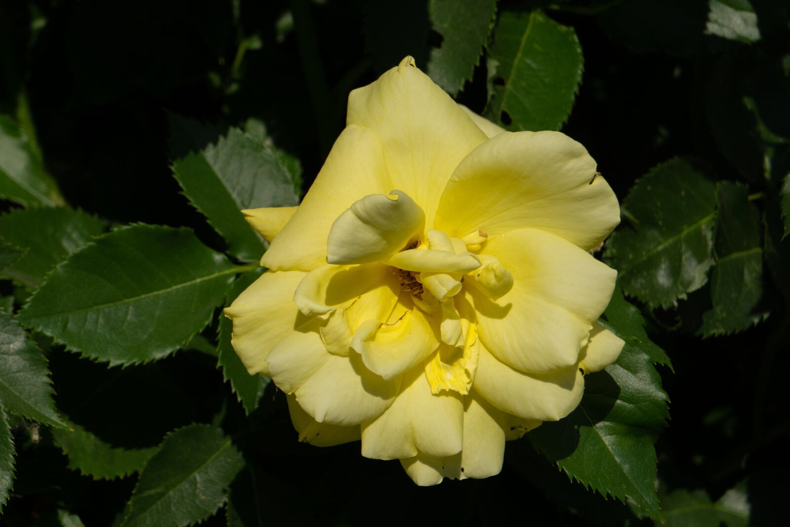 Sony a5100 sample photo. Rose, blomst, natur photography