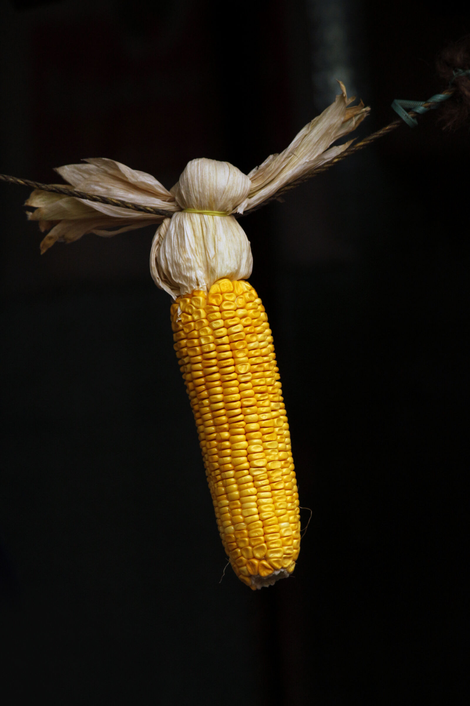 Canon EOS 700D (EOS Rebel T5i / EOS Kiss X7i) sample photo. Agriculture, corn, dark, dish photography