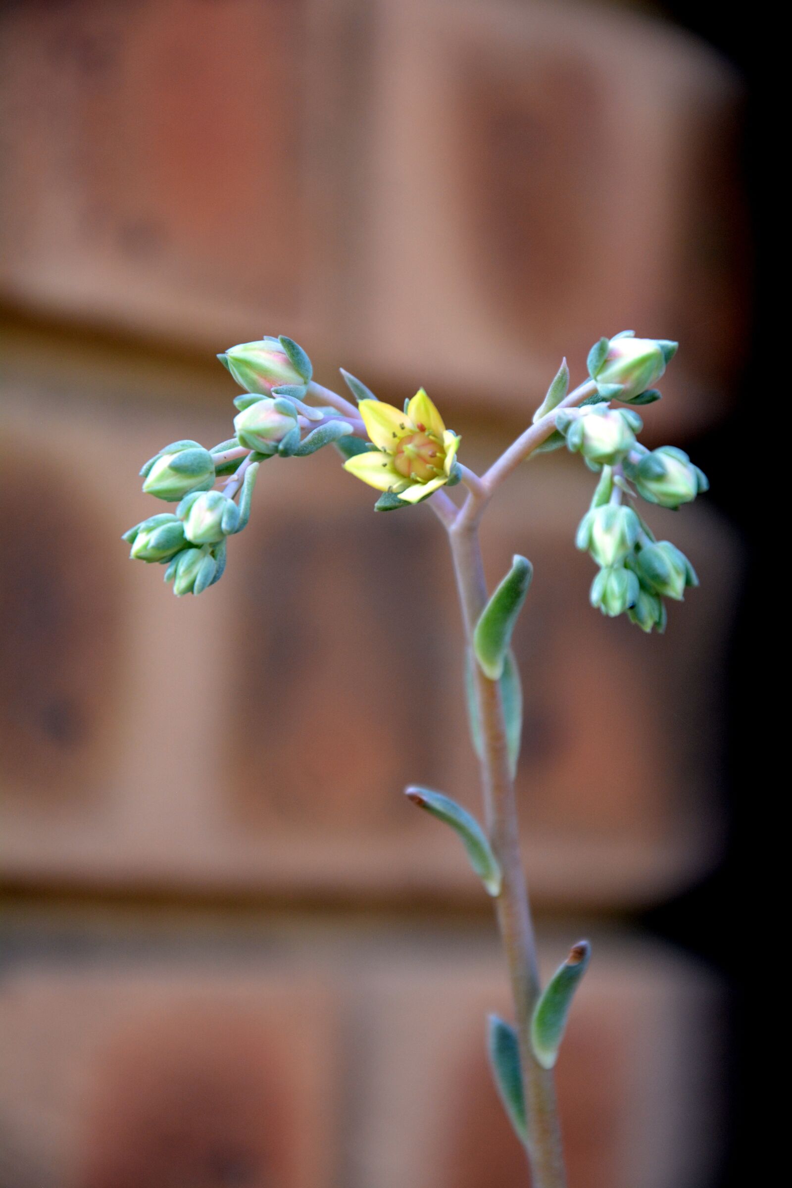 Nikon D5200 sample photo. Small flower, blooming, garden photography