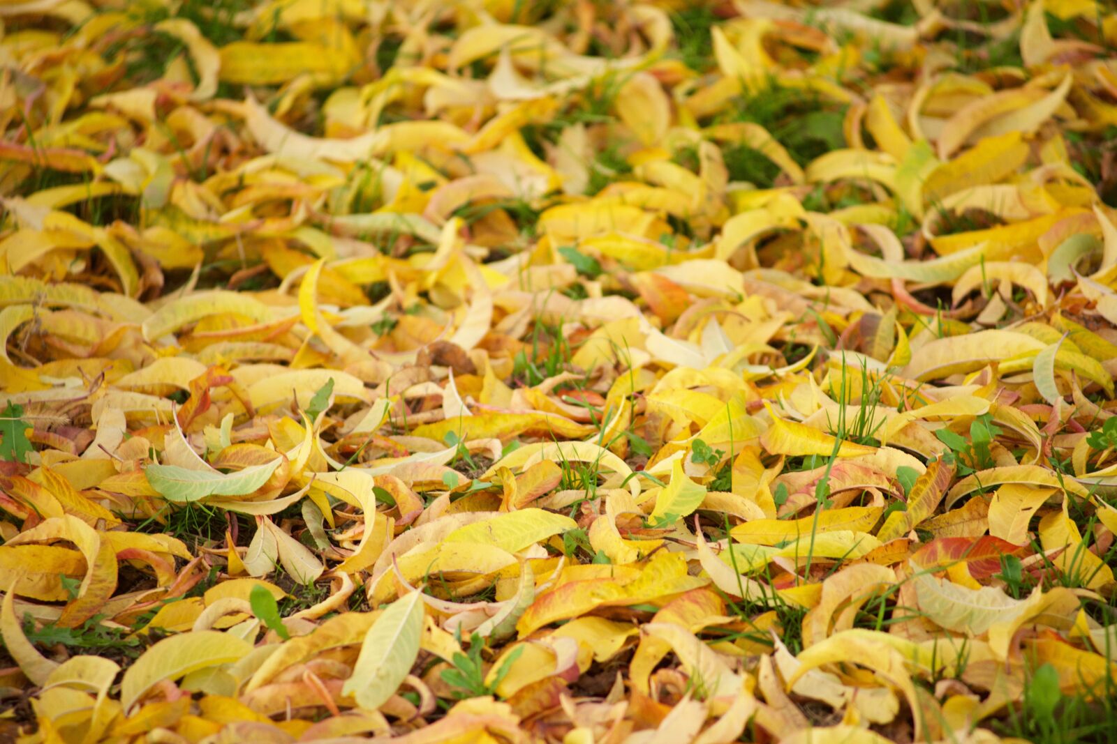 Minolta AF 100-200mm F4.5 sample photo. Leaves, fall, yellow photography