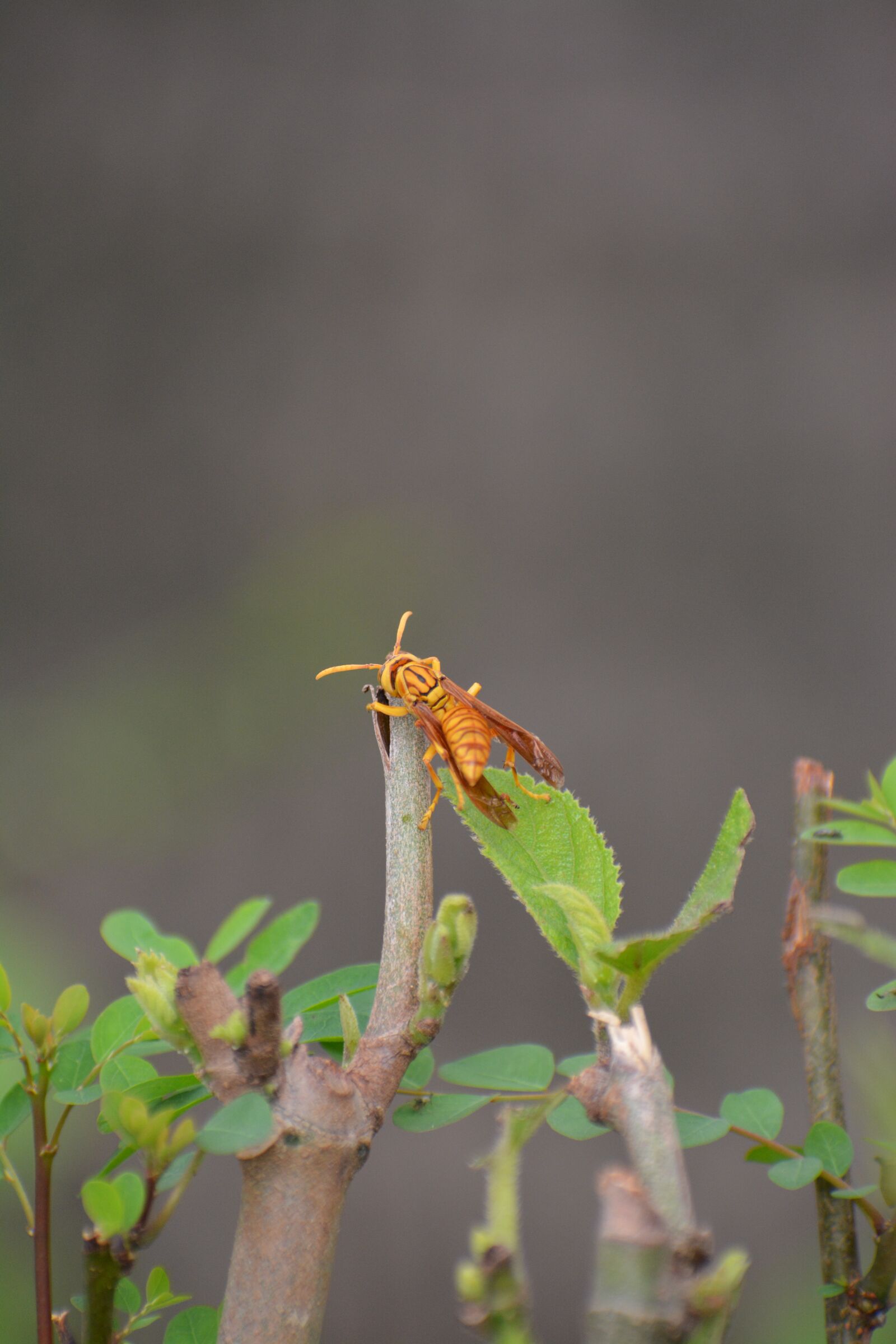 Nikon D5200 sample photo. Wasp, hornet, insect photography