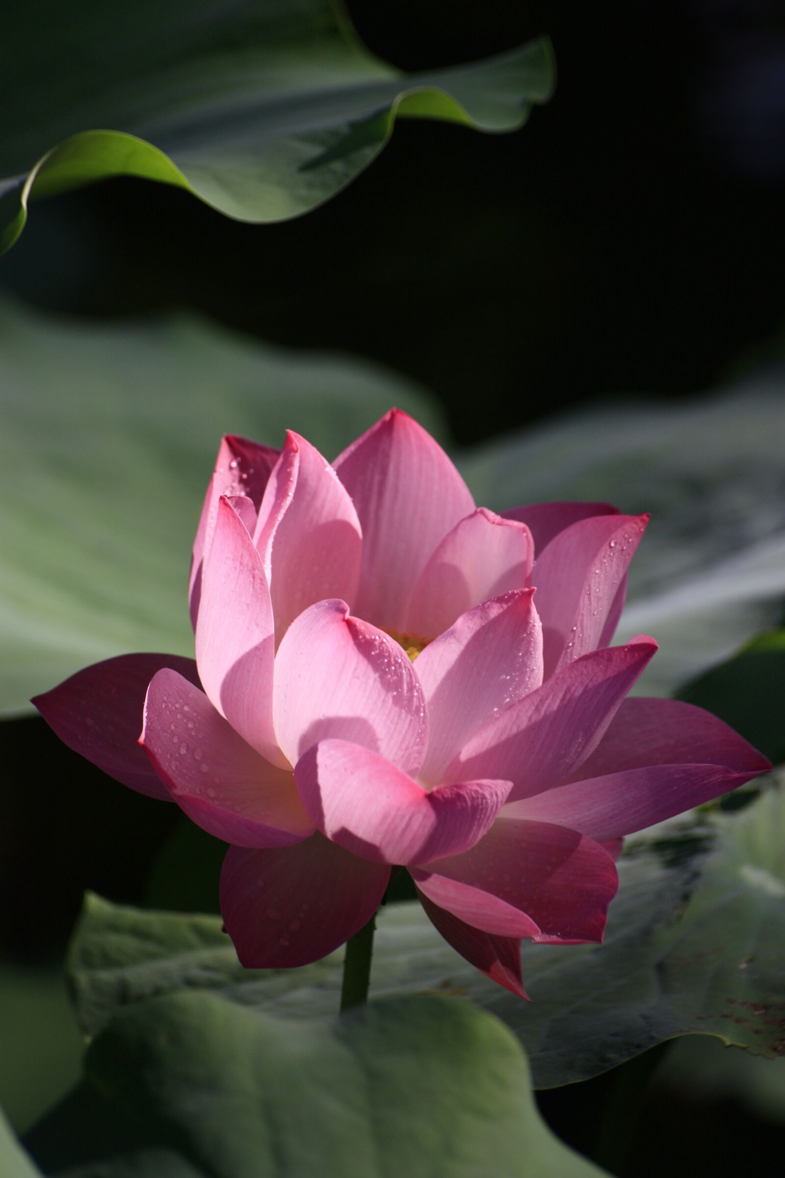 Canon EOS 450D (EOS Rebel XSi / EOS Kiss X2) sample photo. Lotus, pink, red photography