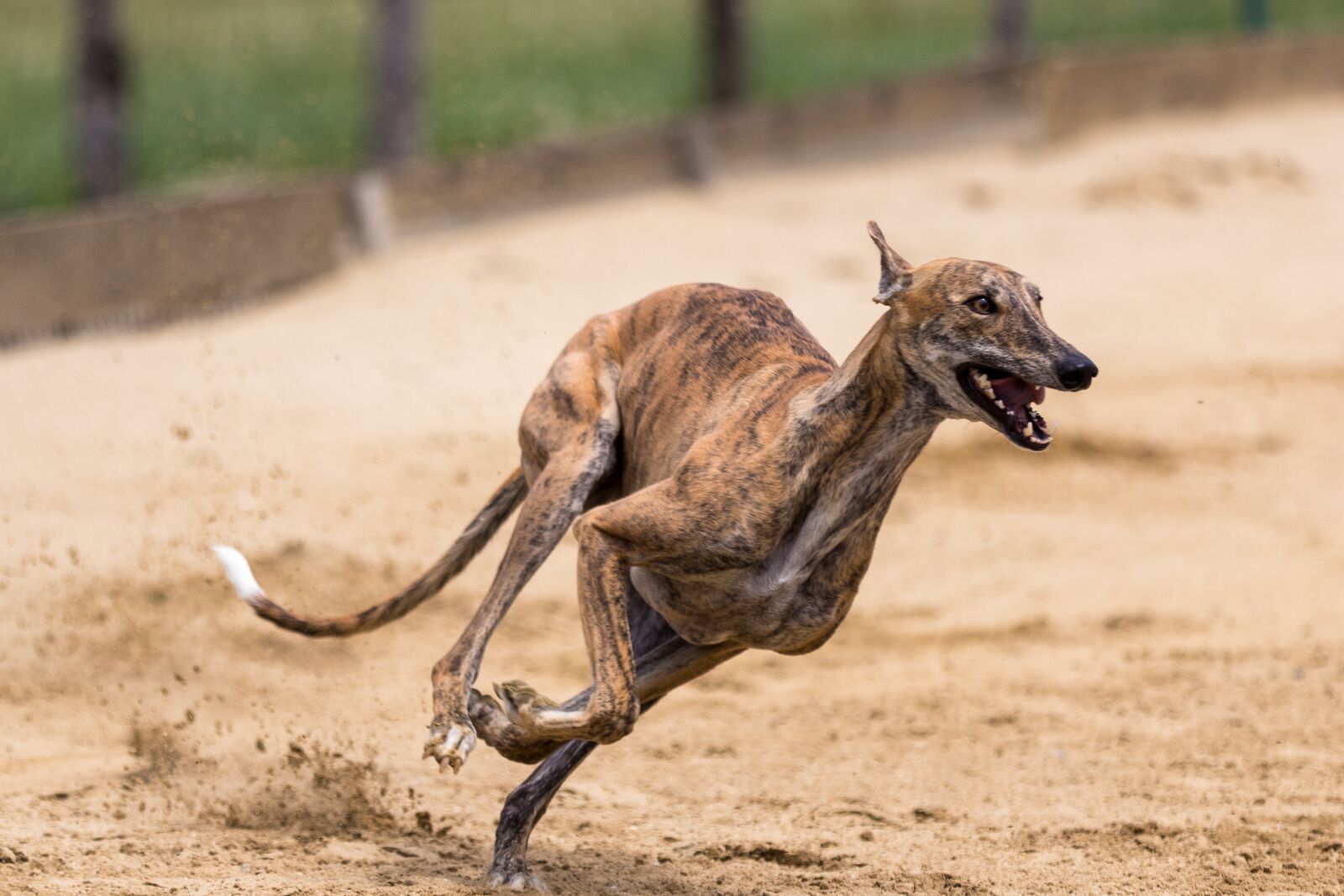 Canon EOS 80D sample photo. Greyhounds, greyhound racing, dog photography