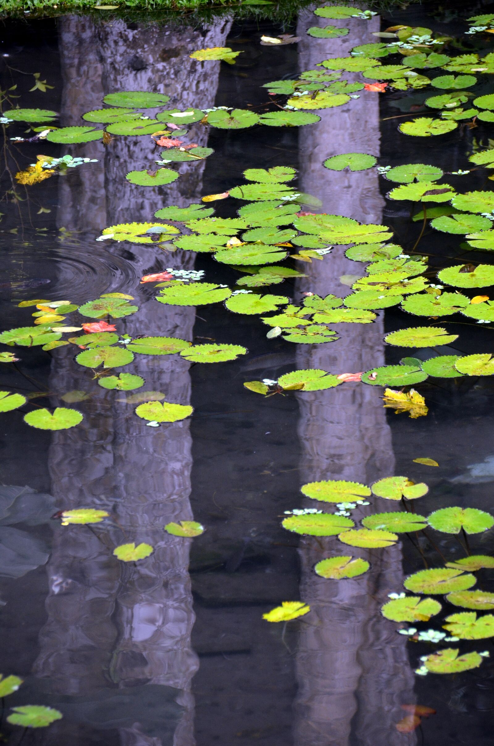 Nikon D7000 sample photo. Water, reflection, water lily photography