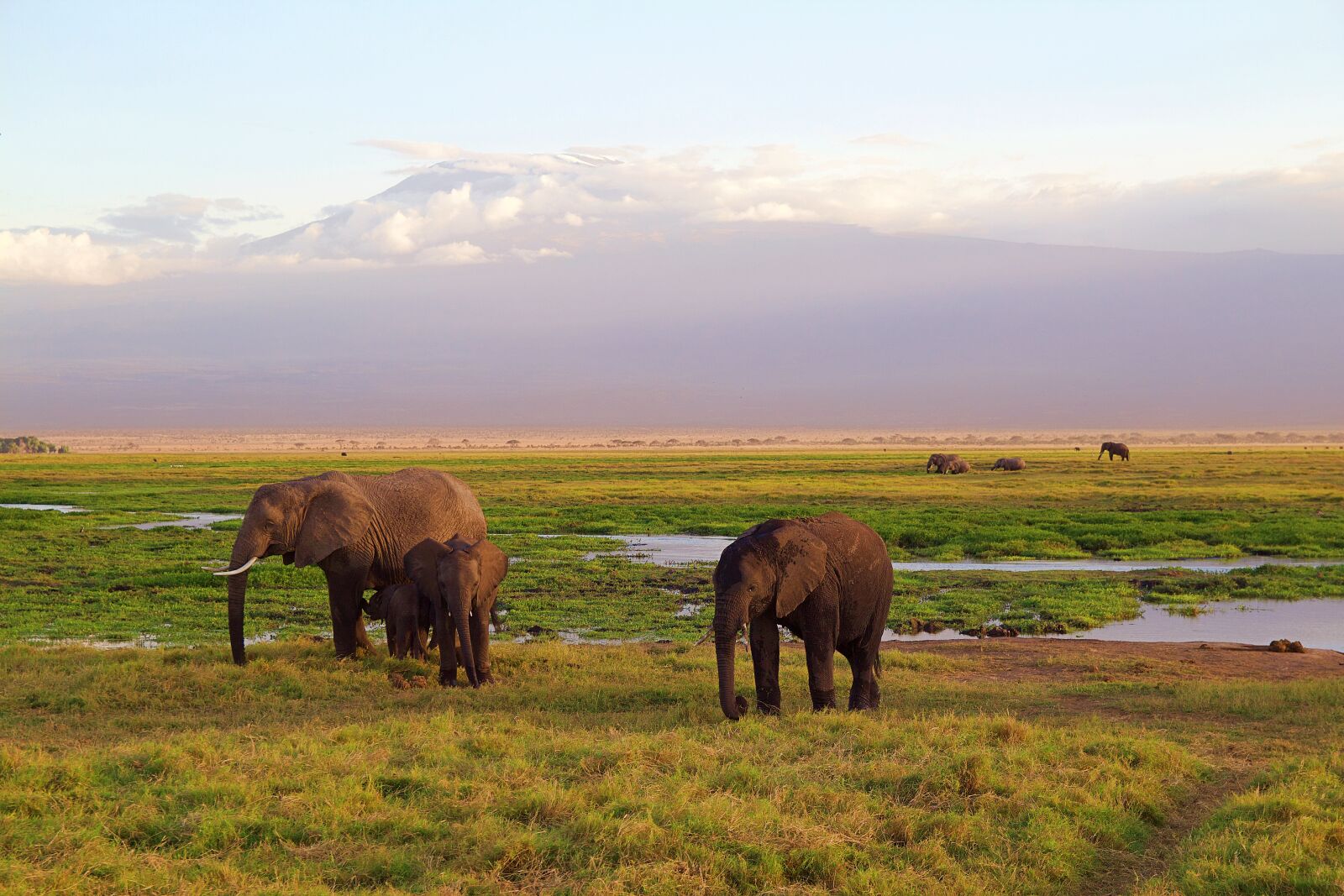Canon EOS 600D (Rebel EOS T3i / EOS Kiss X5) sample photo. Elephants, family, africa photography