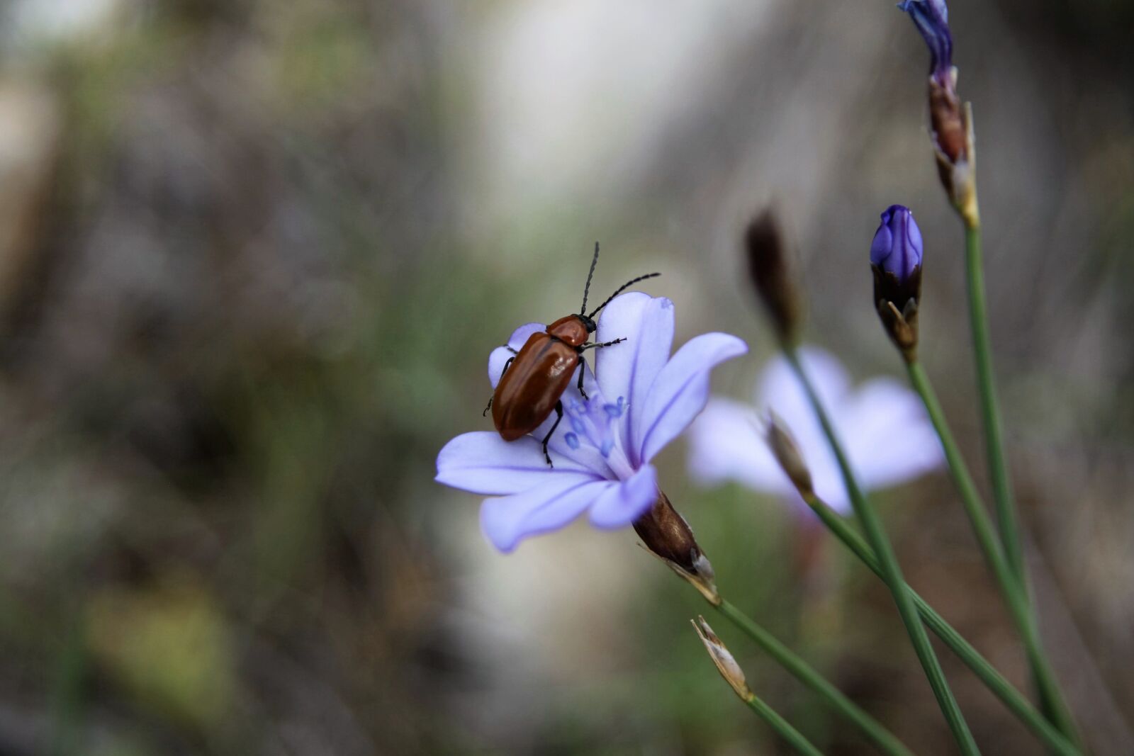 Canon EOS 50D sample photo. Insect, flower, blue photography