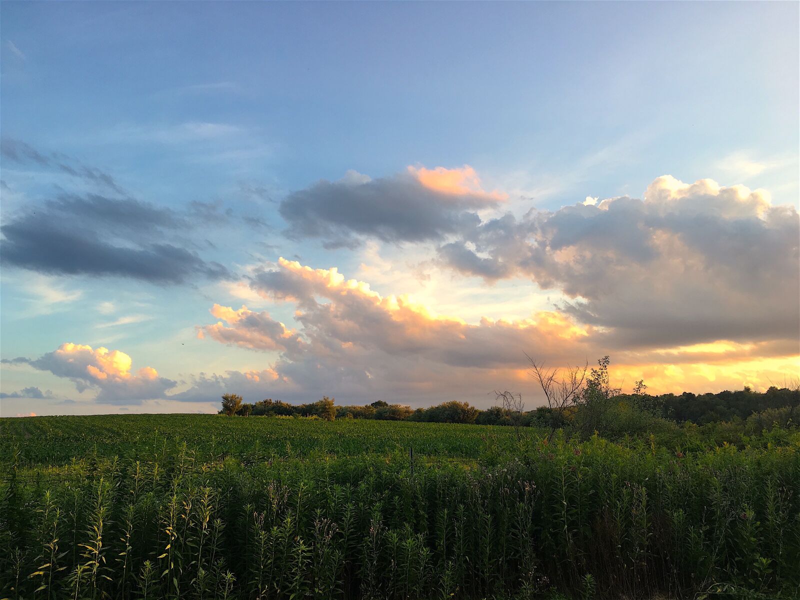 Apple iPhone 6s sample photo. Field, farm, sunset photography