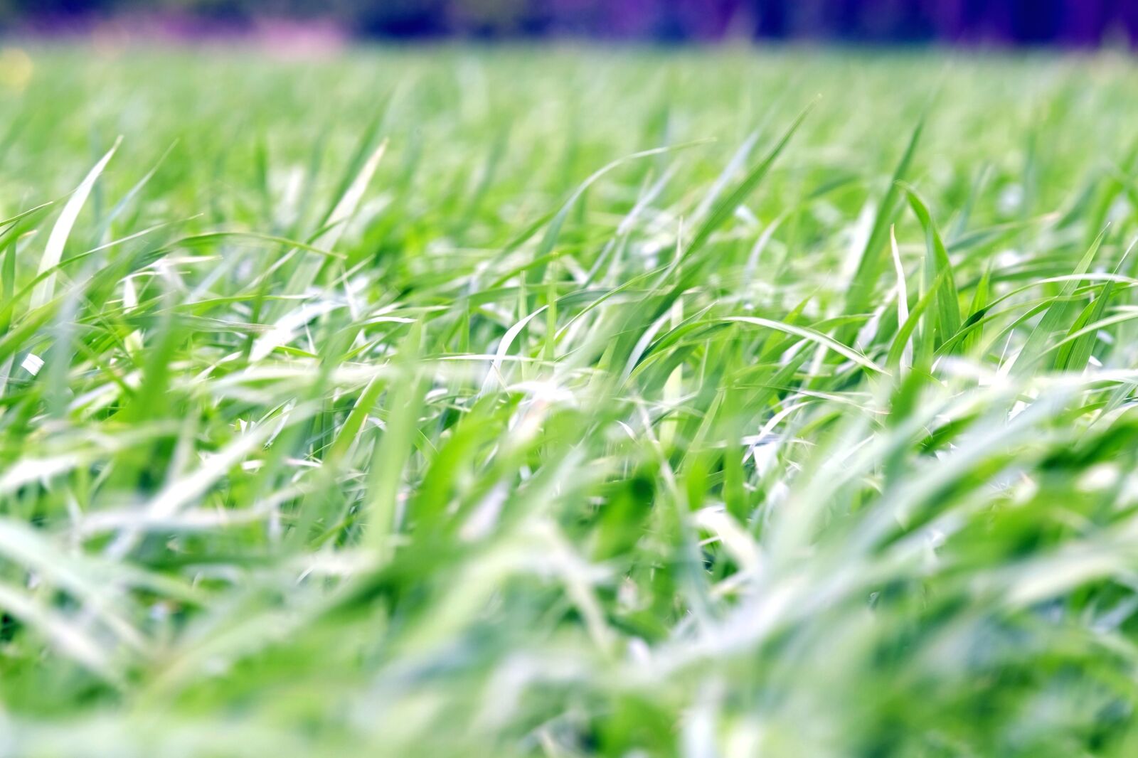 Fujifilm X-T1 sample photo. Nature, plant, field, grass photography