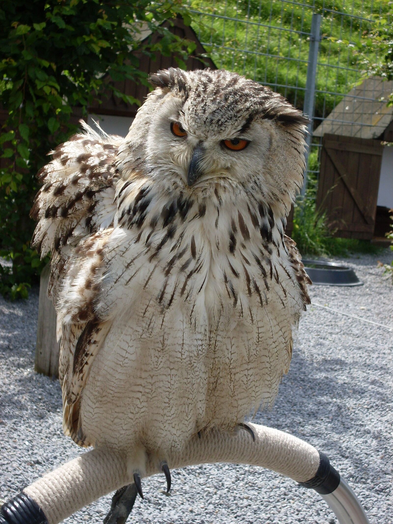 Samsung KENOX S760  / Samsung S760 sample photo. Owl, eagle owl, plumage photography