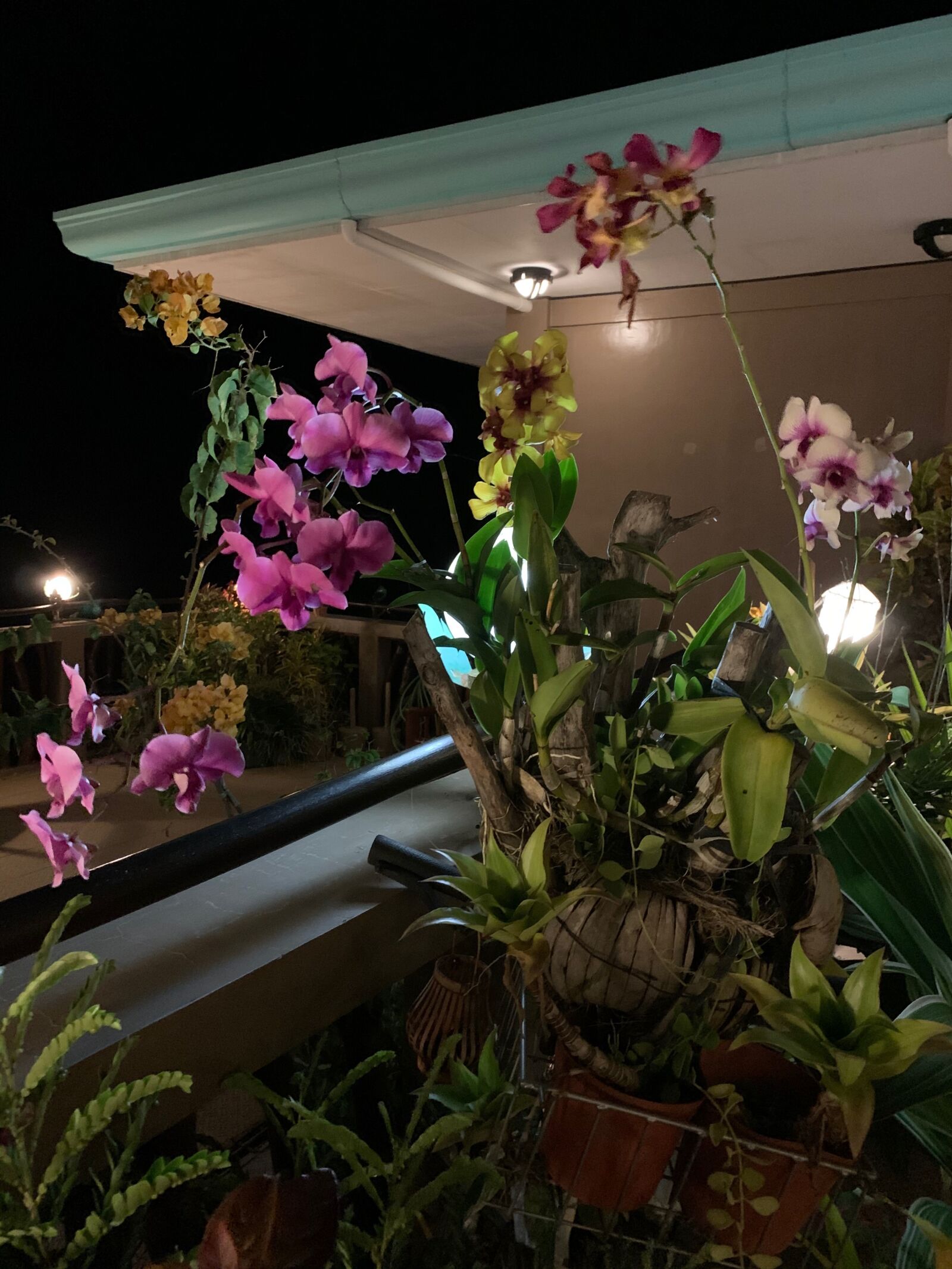 iPhone XR back camera 4.25mm f/1.8 sample photo. Flower, night, creation photography