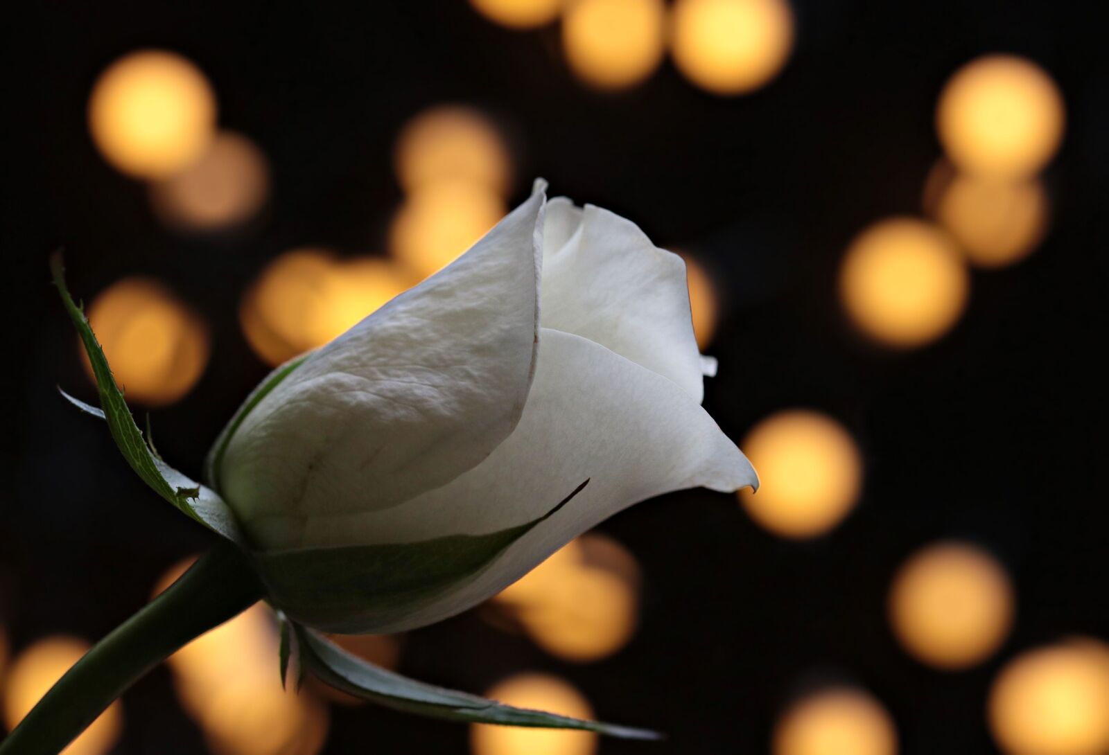Canon EOS 80D sample photo. Petal, bud, flower, rose photography