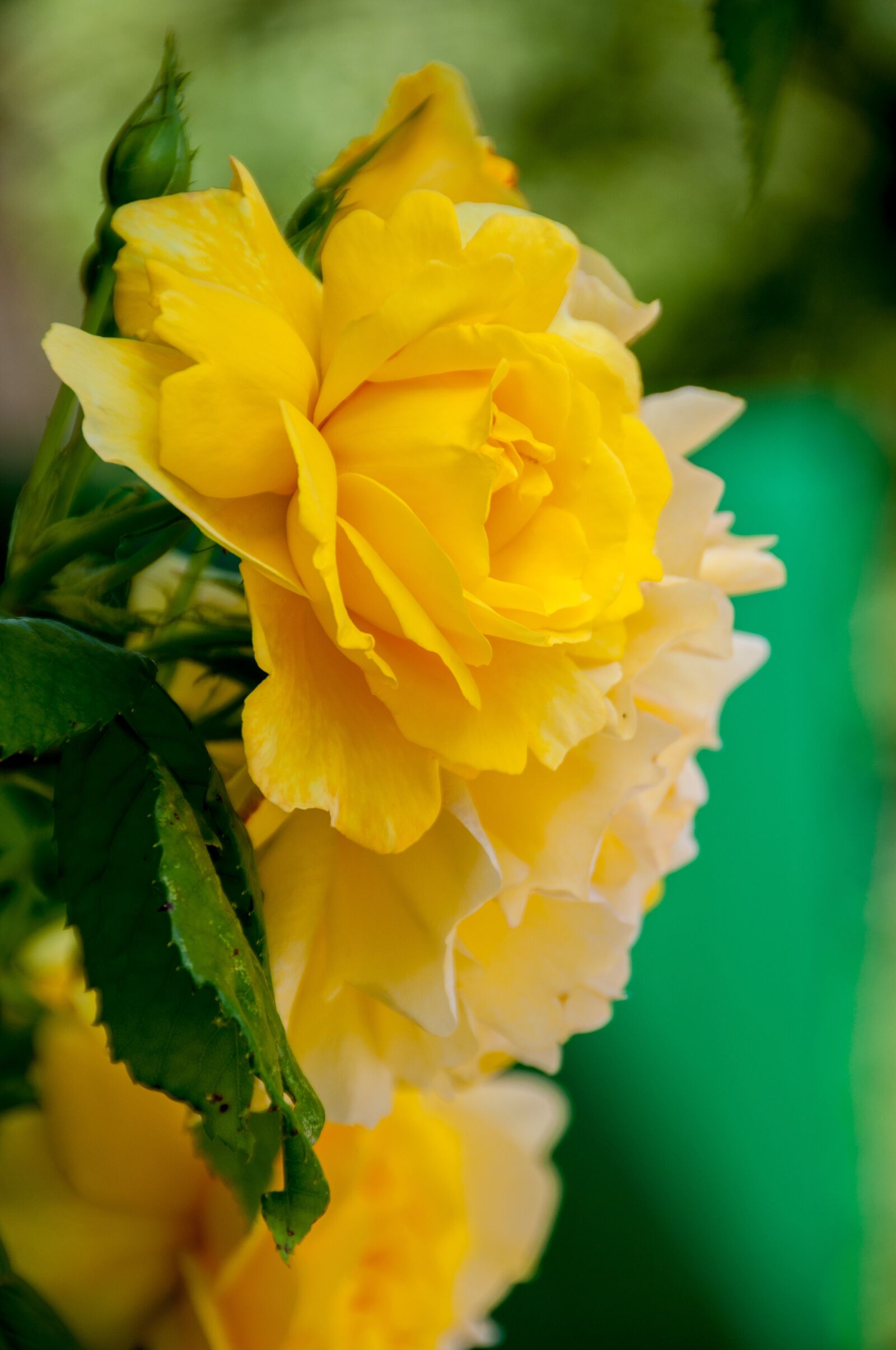 Nikon D90 sample photo. Flower, rose, blossom photography