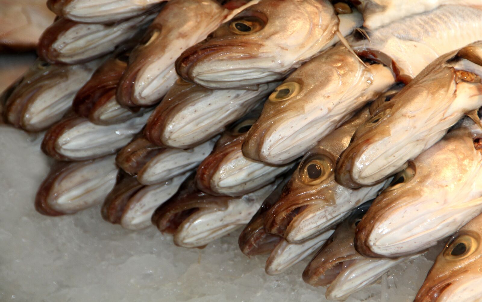 Canon EOS 7D sample photo. Fish, sea, fishermen photography