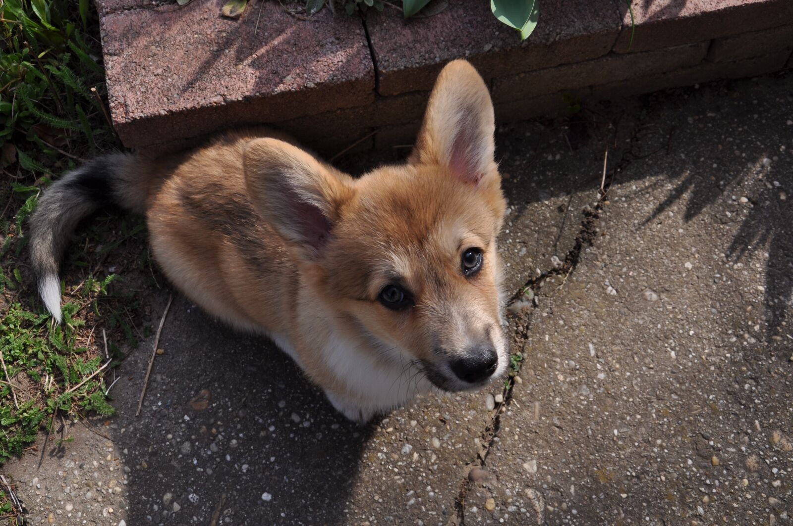 Nikon D90 sample photo. Mammal, animal, dog photography