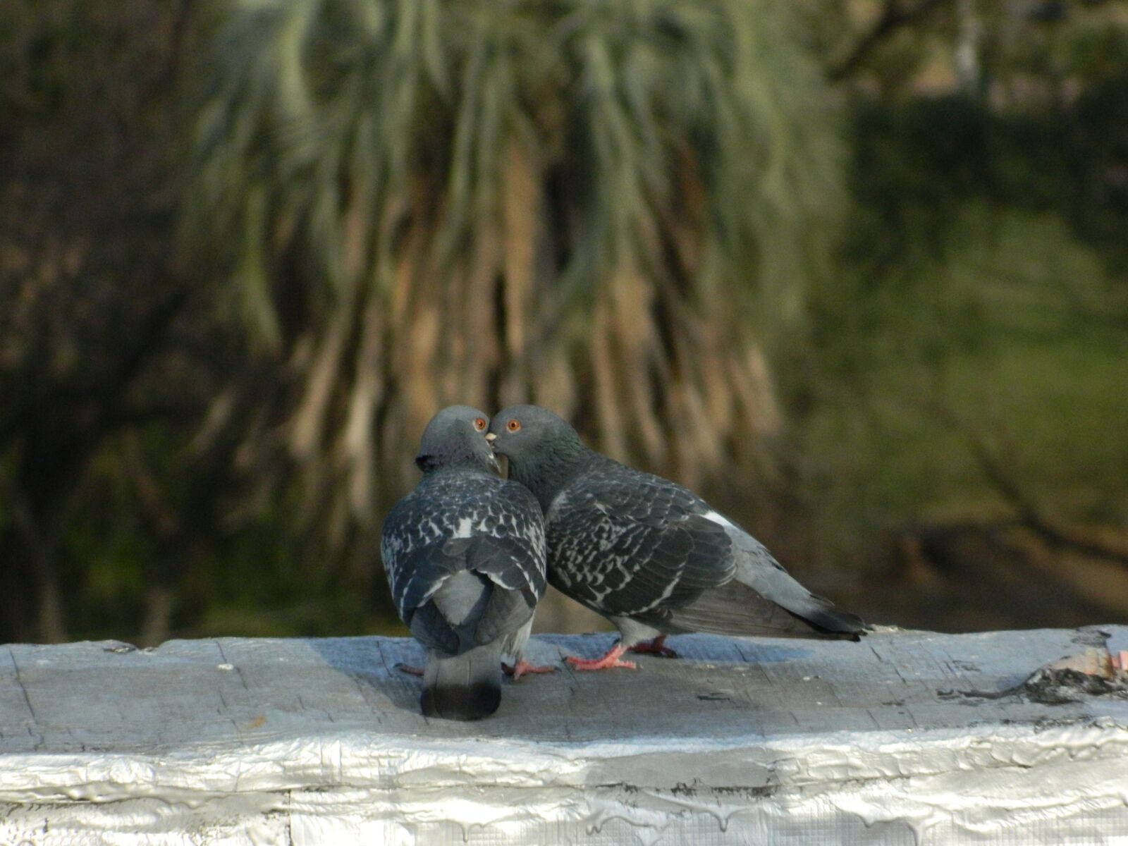 Nikon COOLPIX L310 sample photo. Pigeons, love photography