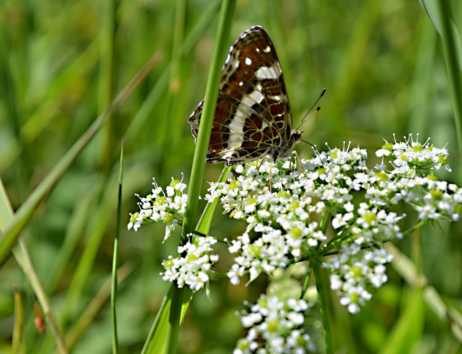 Nikon D5300 sample photo. Butterfly, insects, flower photography