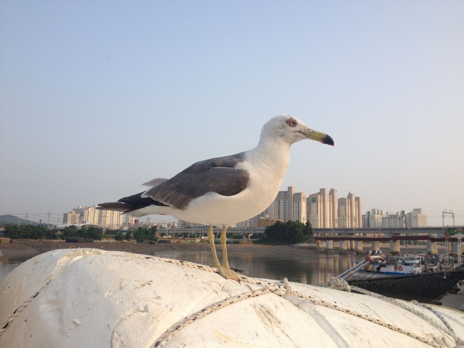 Apple iPhone 4S sample photo. Seagull, beach, new photography