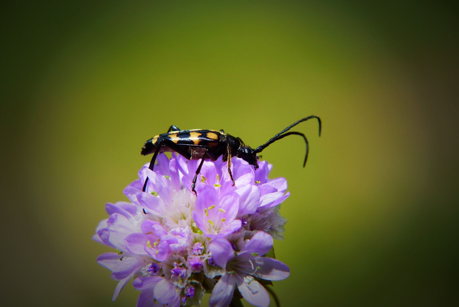 Panasonic Lumix DMC-FZ200 sample photo. Strangalia spotted, female, the photography