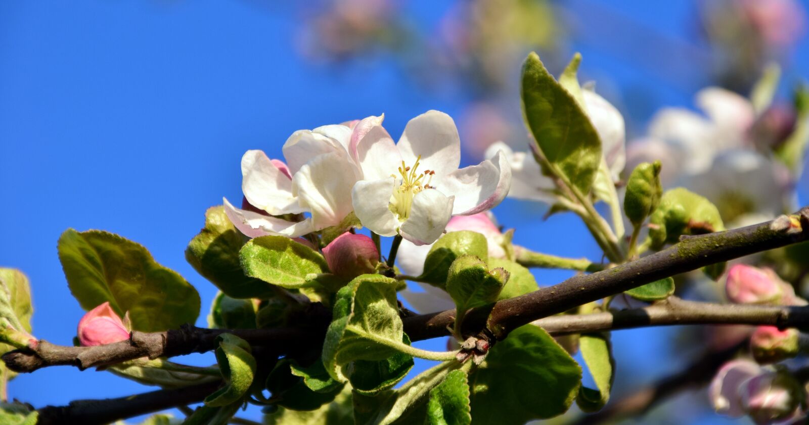 Nikon D3300 sample photo. Blossom, bloom, apple blossom photography