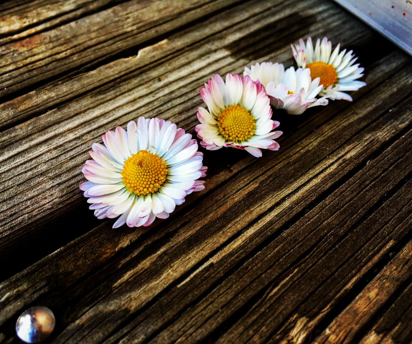 Apple iPhone 6s sample photo. Flowers, flower, summer photography