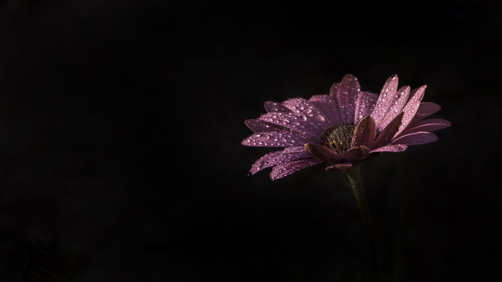 Nikon D7100 sample photo. Petal, flower, spring photography