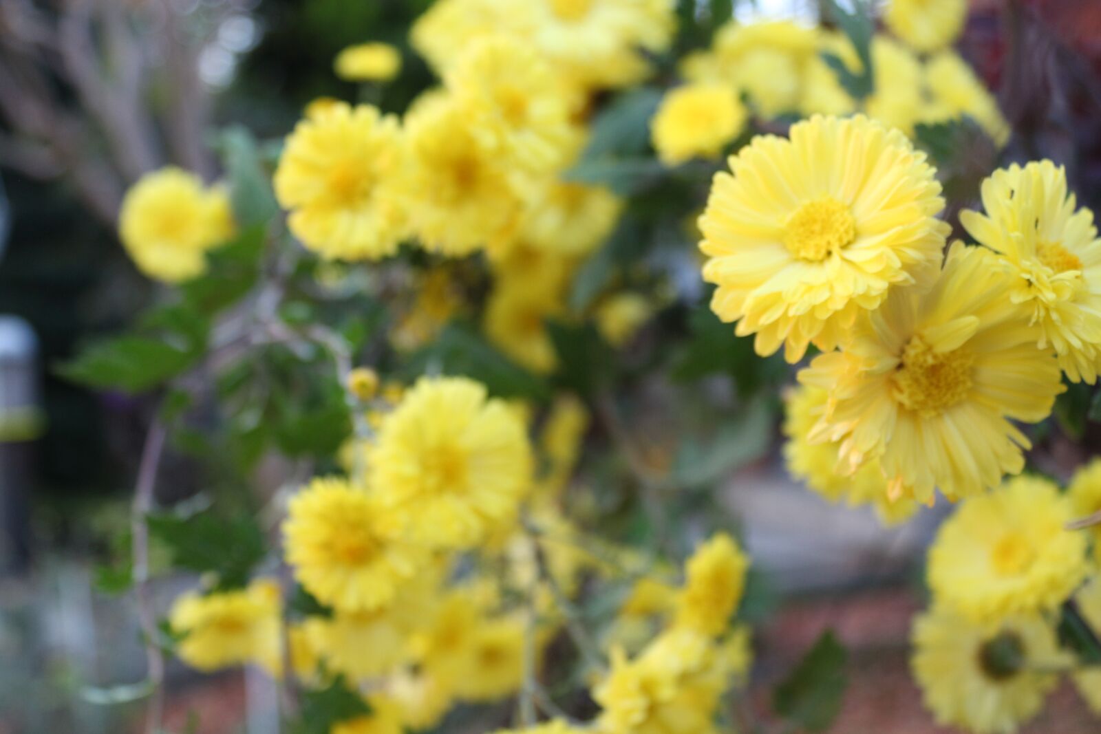 Canon EOS 650D (EOS Rebel T4i / EOS Kiss X6i) + Canon EF-S 18-55mm F3.5-5.6 III sample photo. Daisy, garden, autumn photography