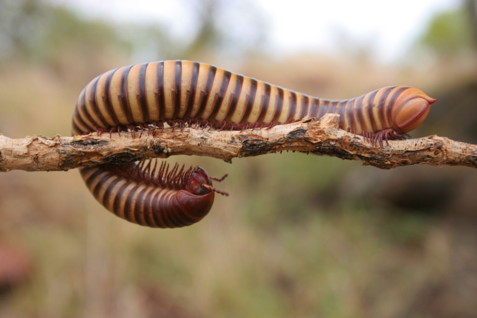 Canon EOS 20D sample photo. Reverse, centipede, botswana photography