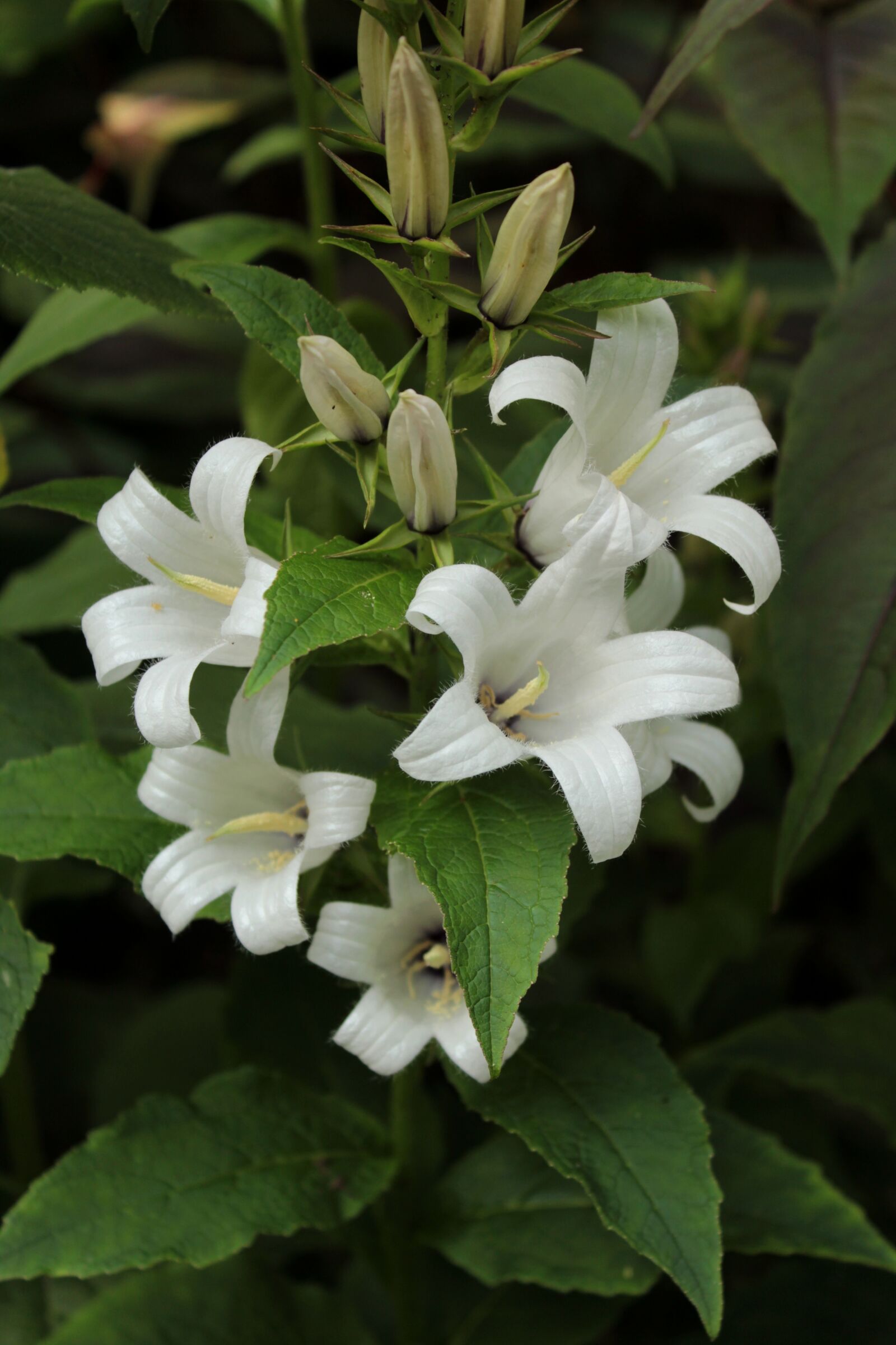 Canon EOS 600D (Rebel EOS T3i / EOS Kiss X5) sample photo. Campanula, white, flowers photography