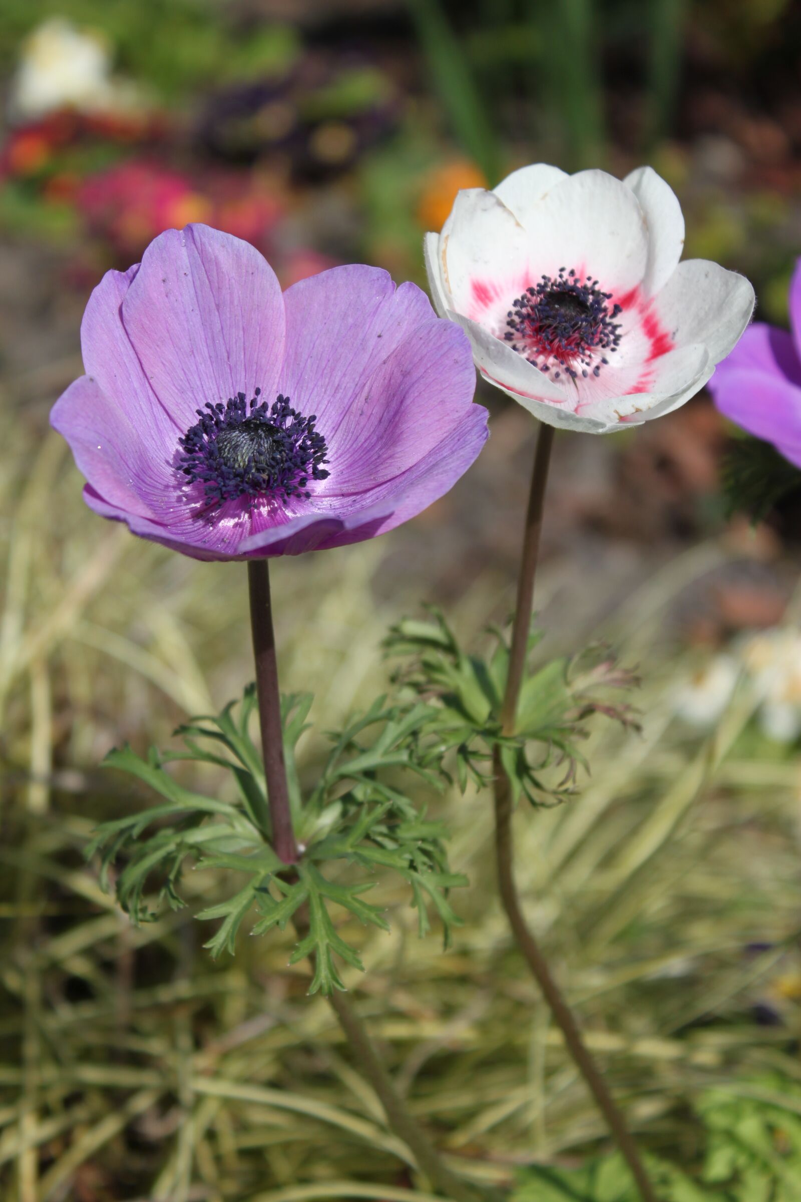 Canon EOS 500D (EOS Rebel T1i / EOS Kiss X3) sample photo. Purple, ireland, flower photography