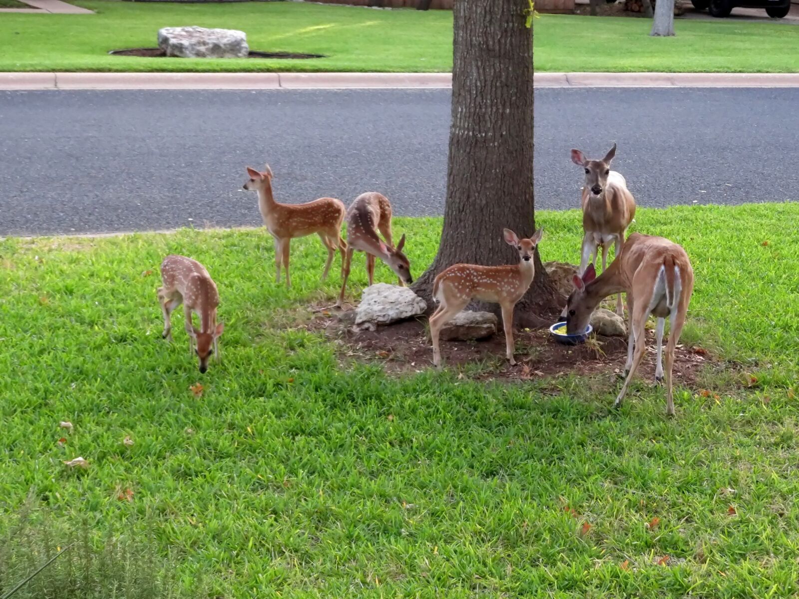Canon PowerShot SX720 HS sample photo. Deer, fawn, family photography