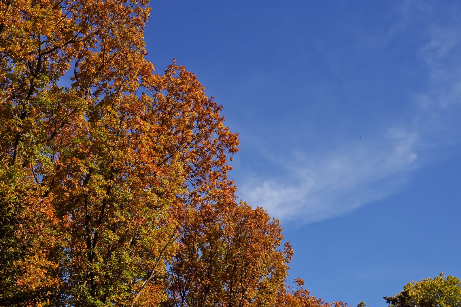 Olympus OM-D E-M10 sample photo. Trees, autumn, nature photography