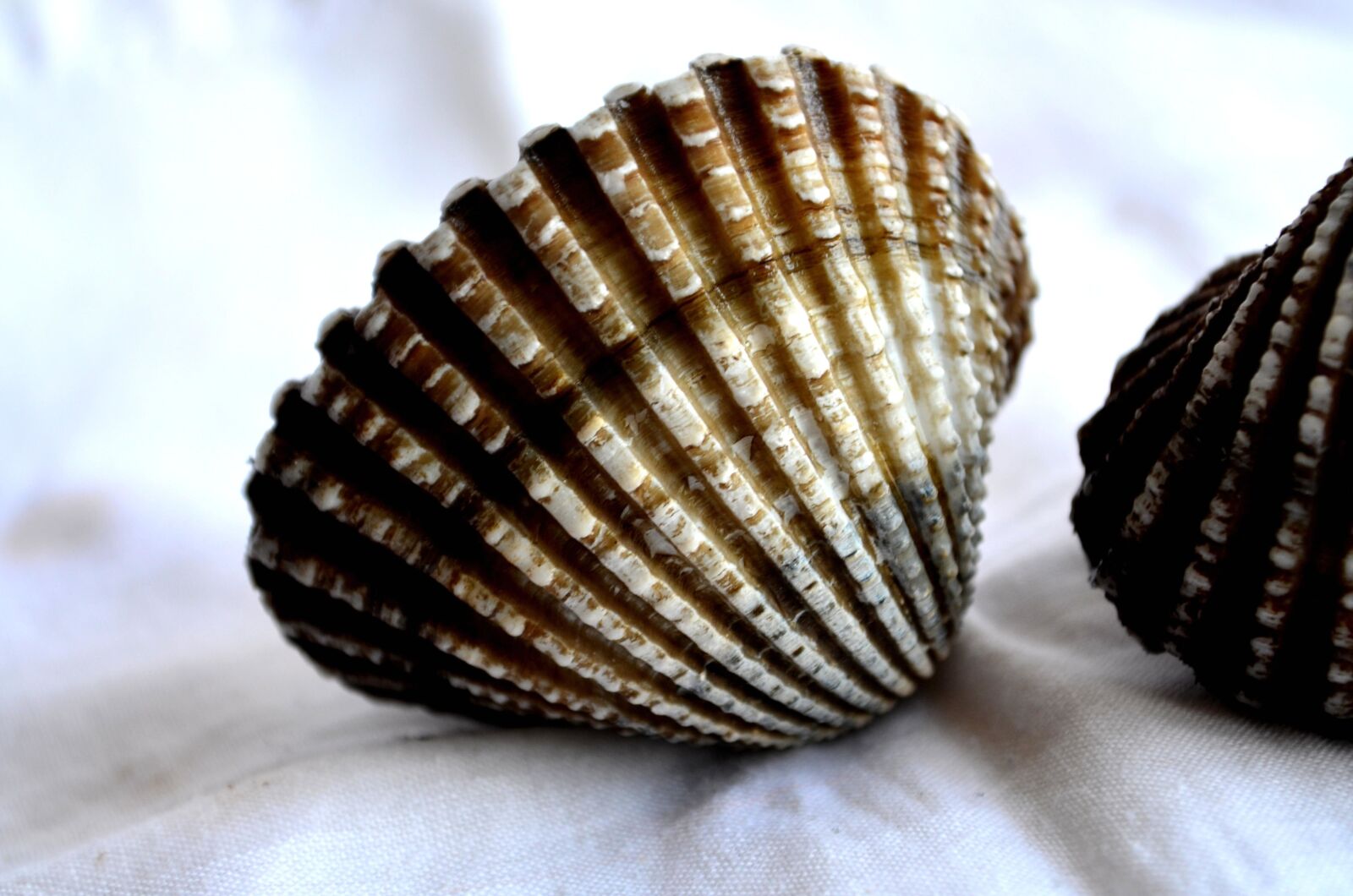 Nikon D5100 sample photo. Seashell, mollusk, brown, arthropod photography