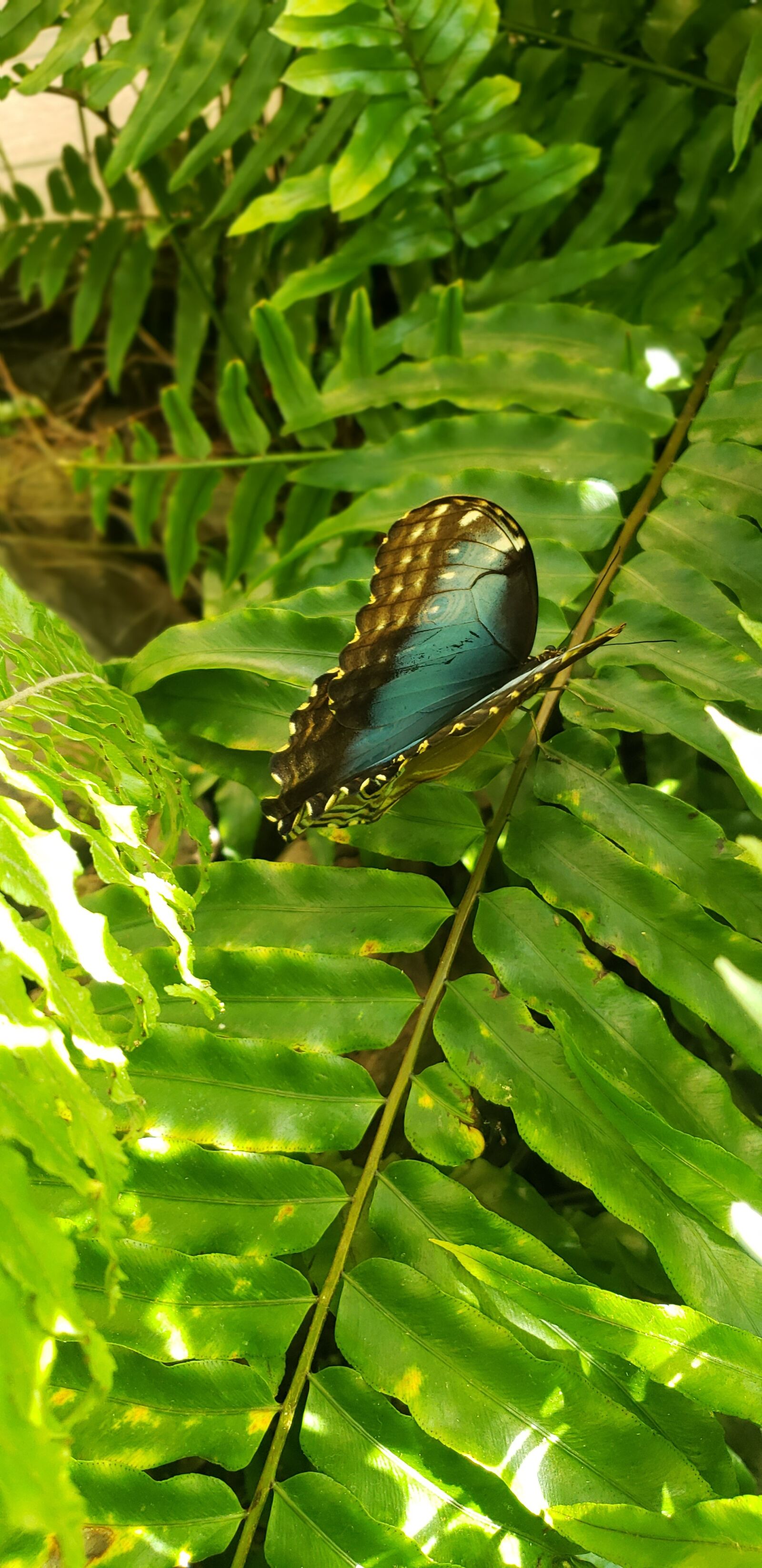 Samsung Galaxy S9 sample photo. Nature, butterfly, insect photography