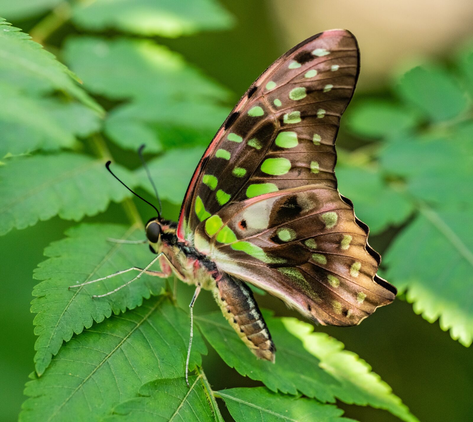 Nikon D850 sample photo. Butterfly, tropical, the exotic photography