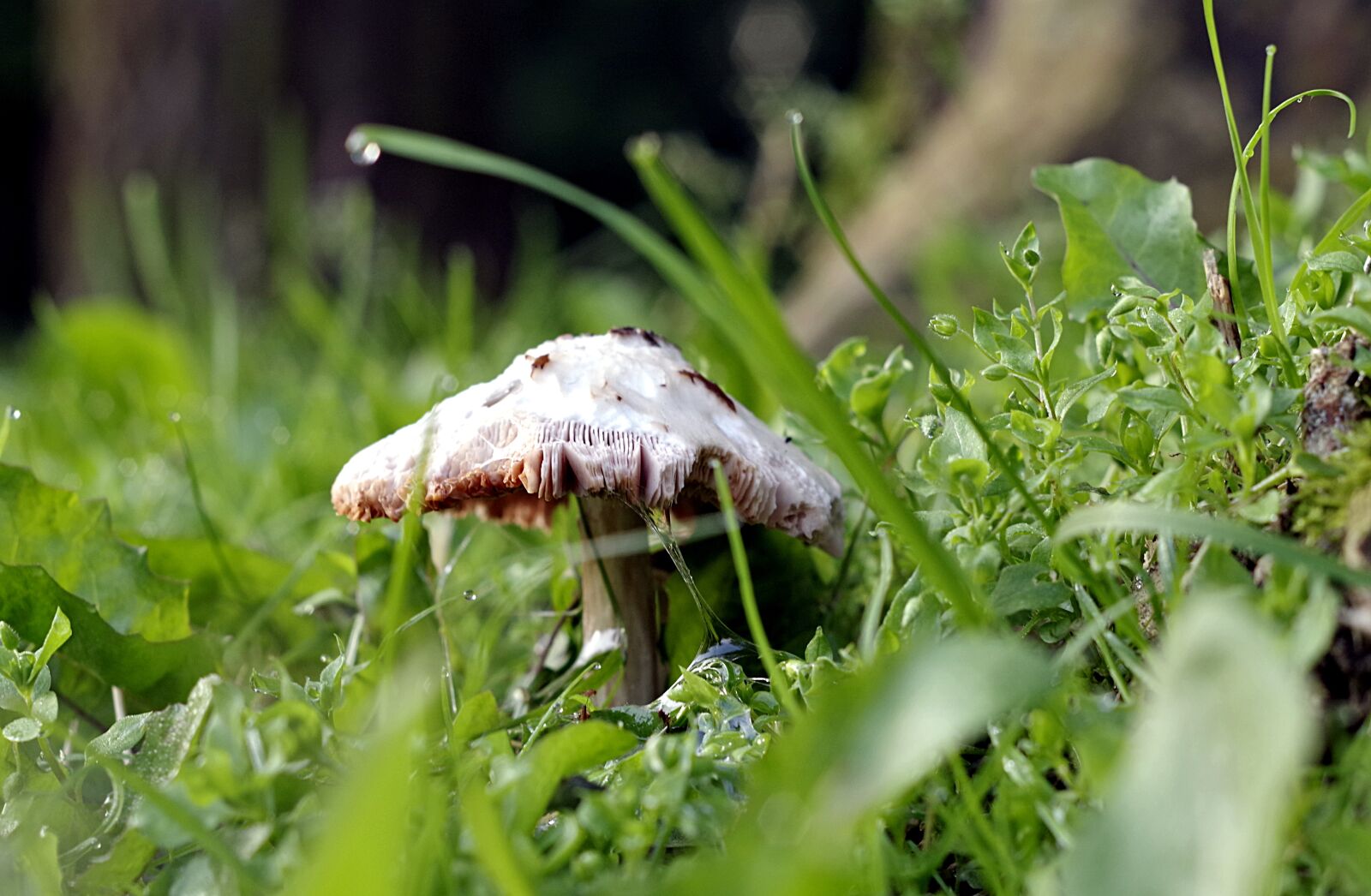 Pentax K-S2 sample photo. Mushroom, grass, macro photography
