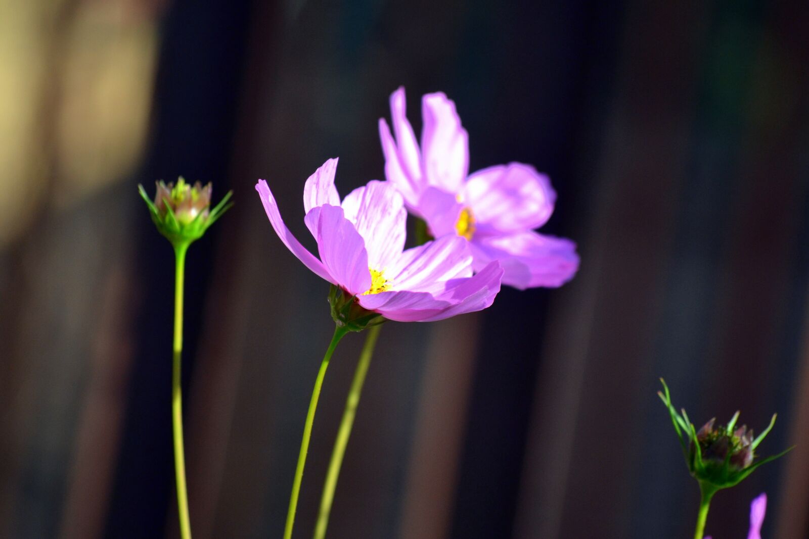 Nikon D3100 sample photo. Flowers, spring, blossom photography