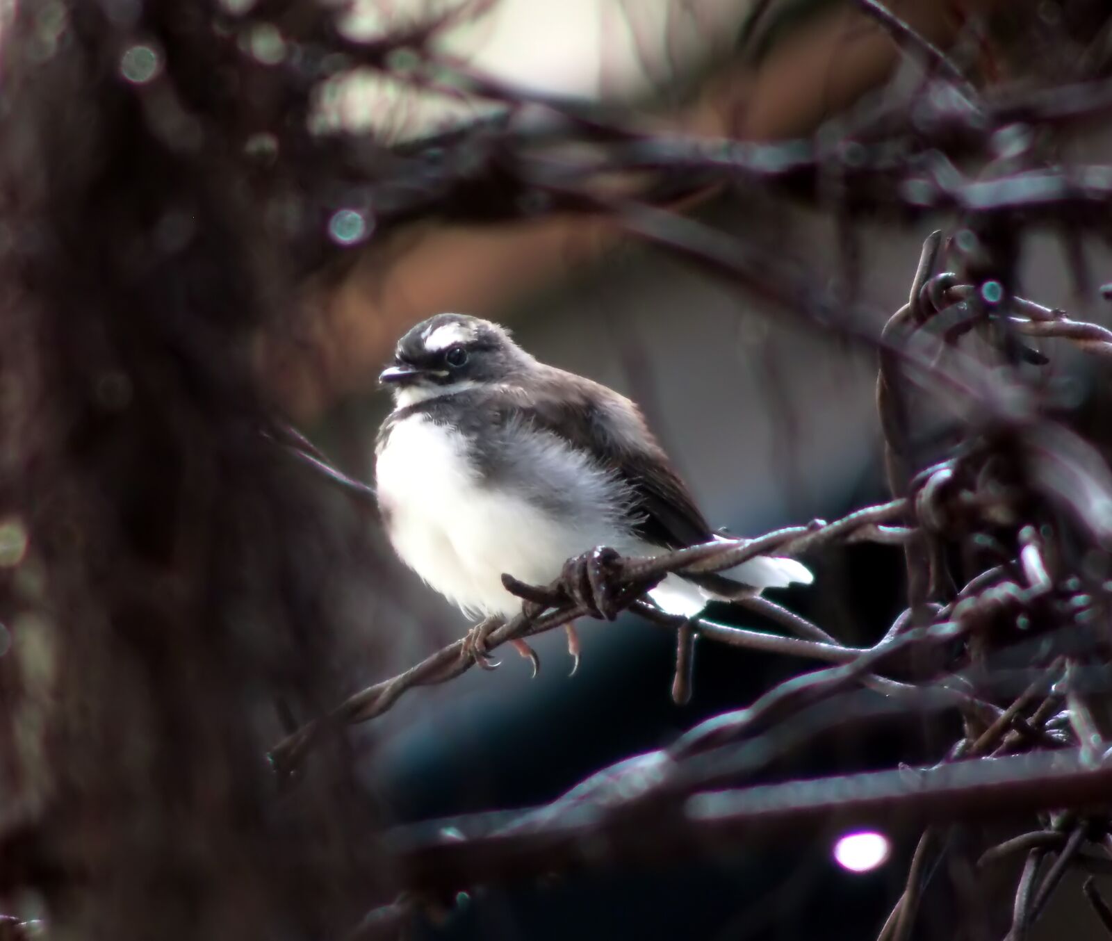 Olympus OM-D E-M1 sample photo. Bird, wildlife, nature photography