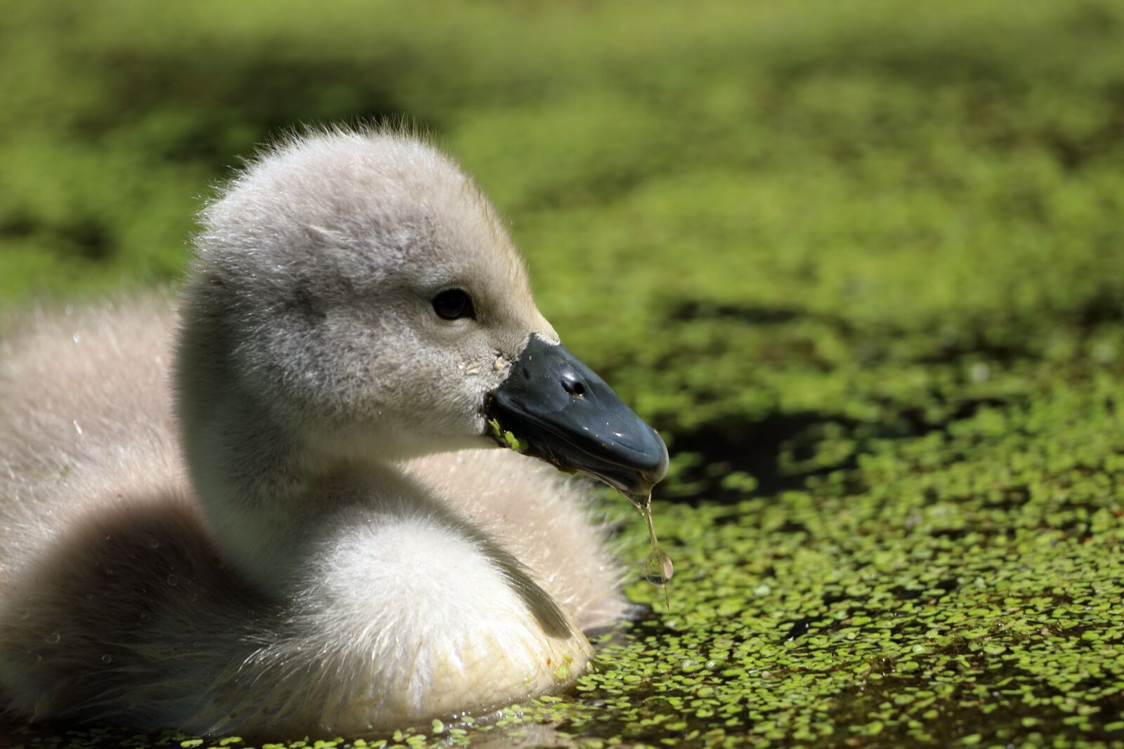 150-600mm F5-6.3 DG OS HSM | Contemporary 015 sample photo. Bird, nature, animal photography