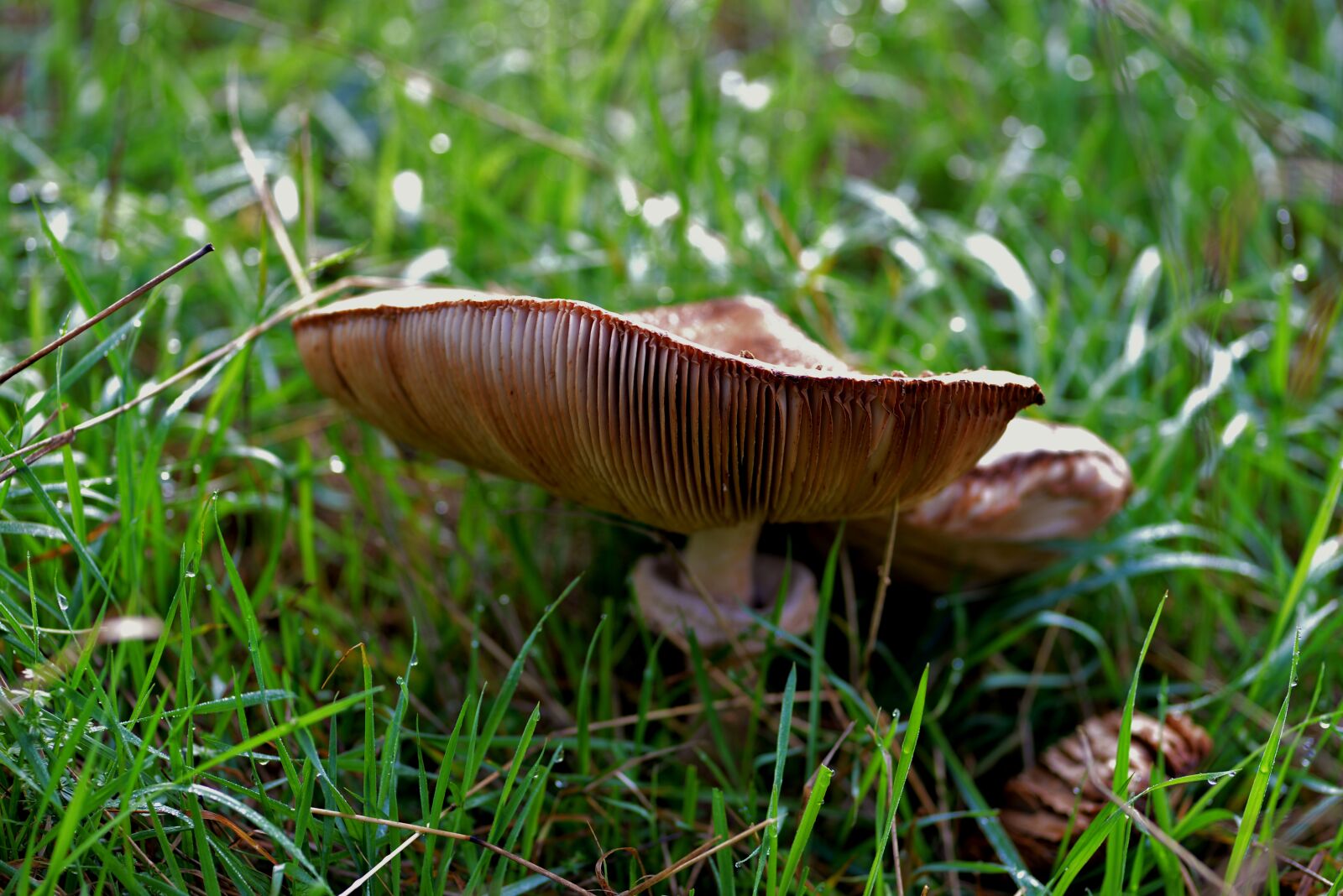 Nikon D600 sample photo. Mushroom, tracks, forest photography