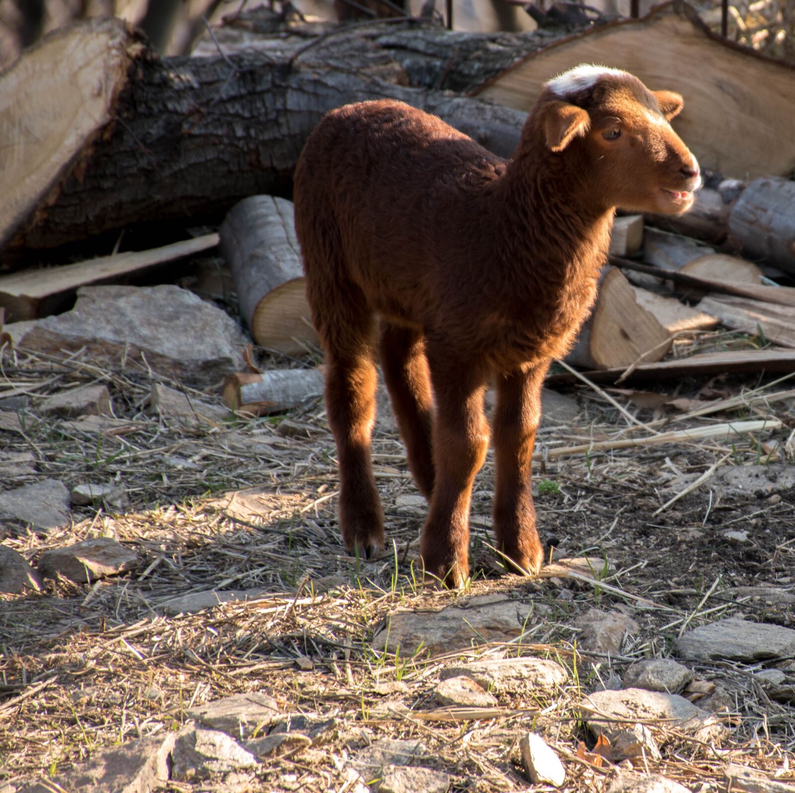 Nikon D5500 sample photo. Mammal, sheep, livestock photography