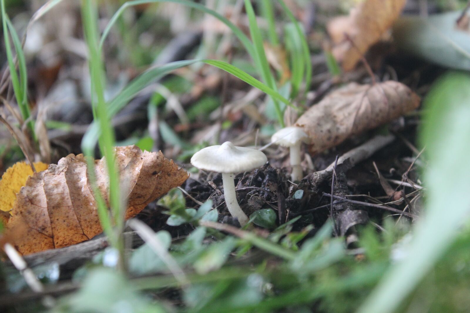 Canon EOS 600D (Rebel EOS T3i / EOS Kiss X5) sample photo. Mushroom, green, nature photography