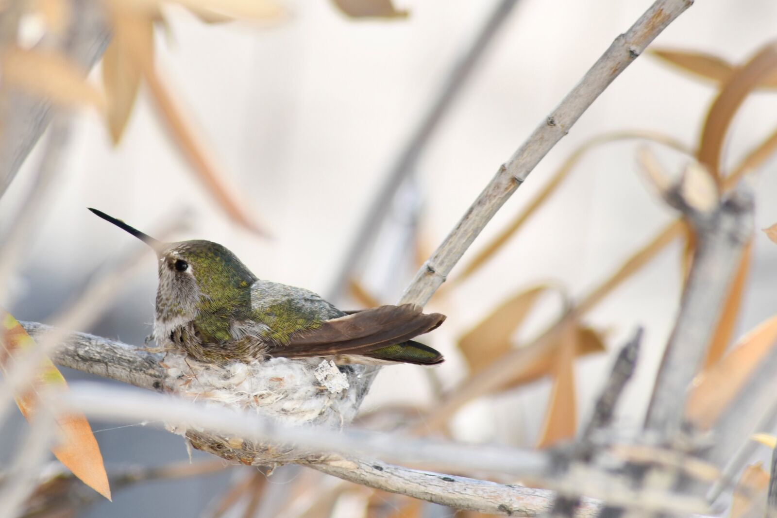Nikon D850 sample photo. Spring, nest, bird photography