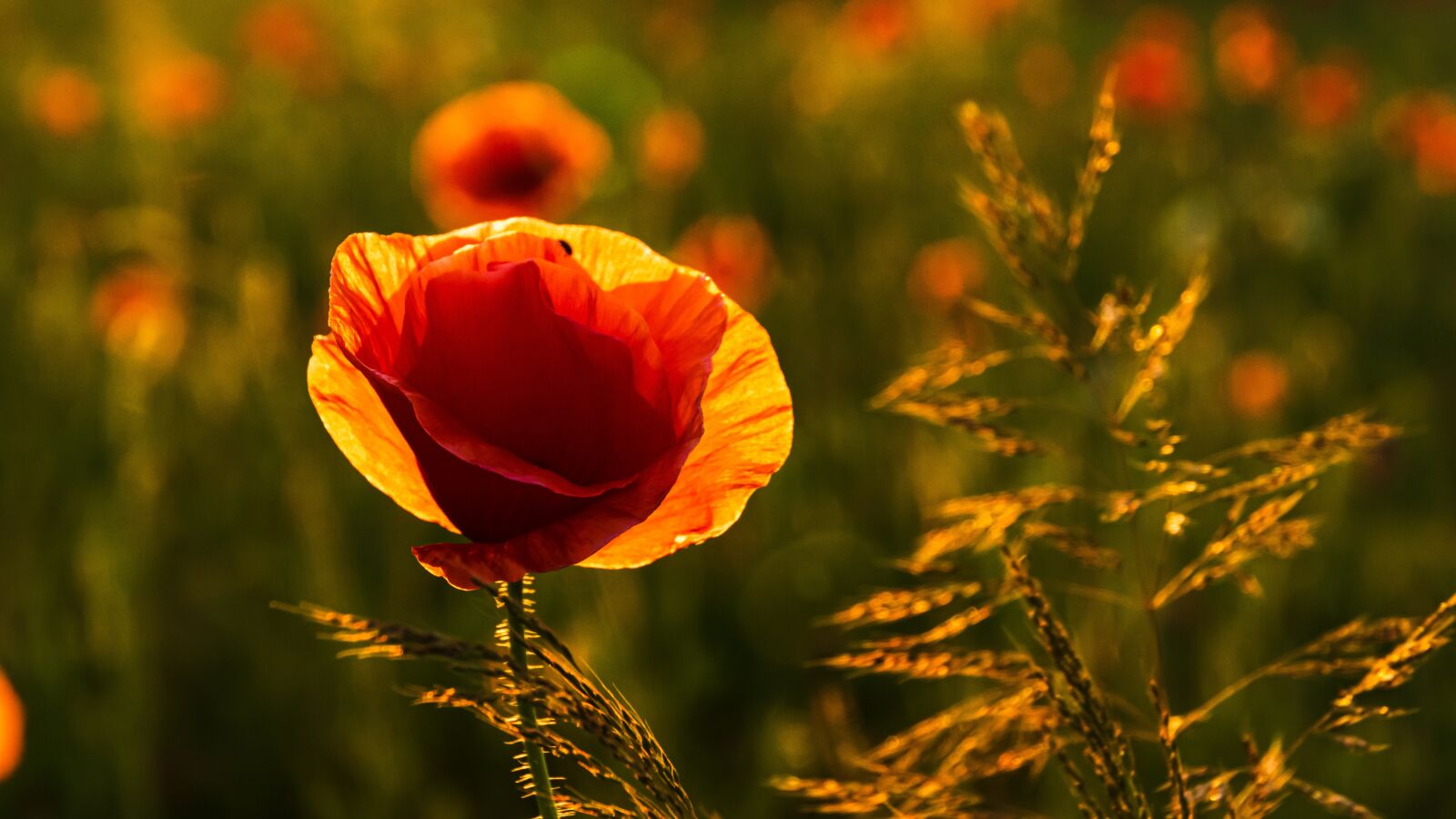 Canon EOS 80D sample photo. Flower, poppy, red photography